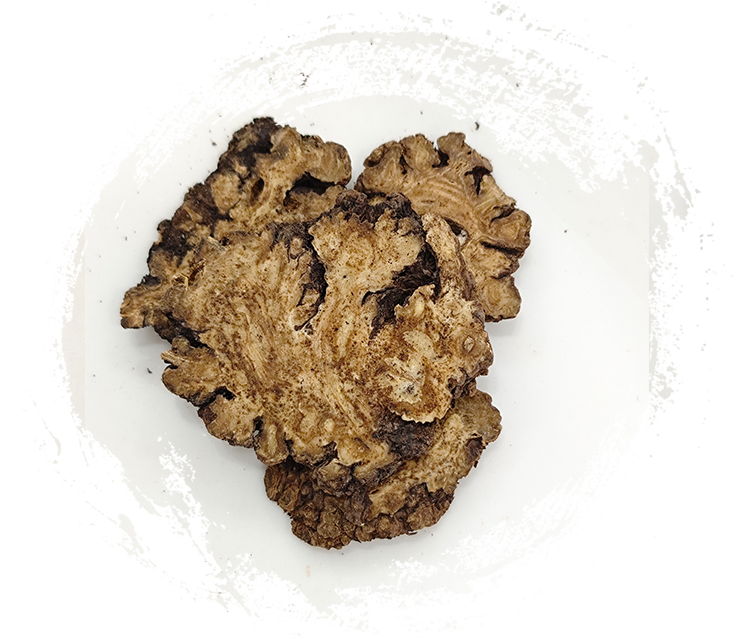 Ligusticum chuanxiong hort