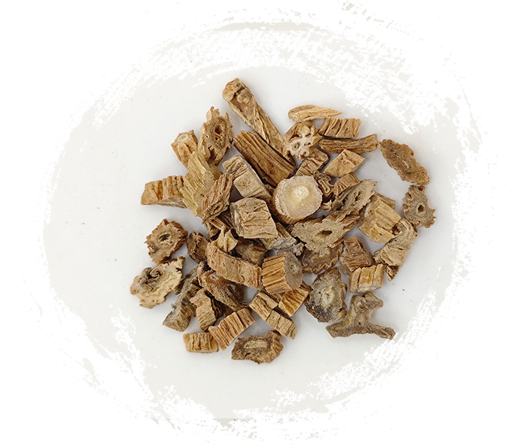 Cây hoa nhài Nhật Bản (Blume) Miq.