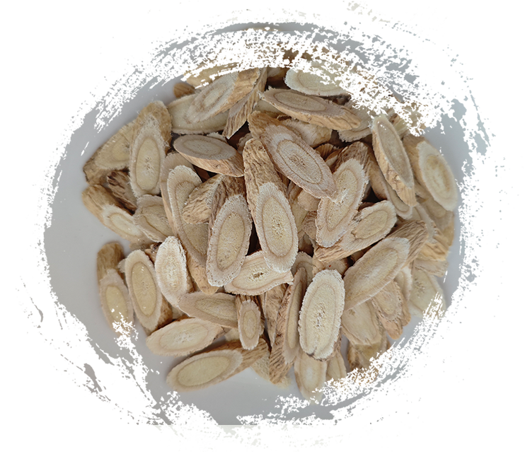 Astragalus memranaceust (được sử dụng trong TCM)