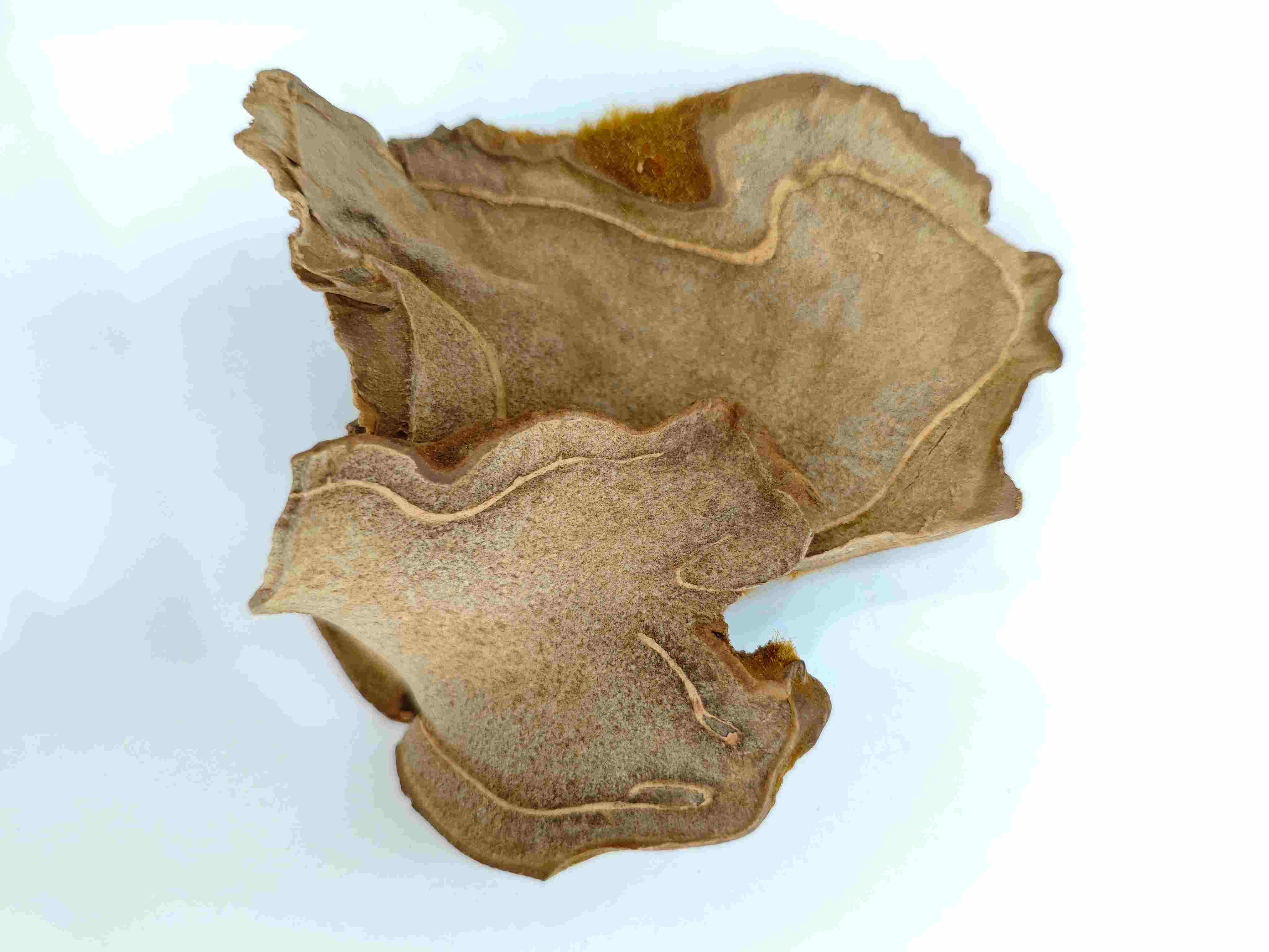 Con chó trở lại