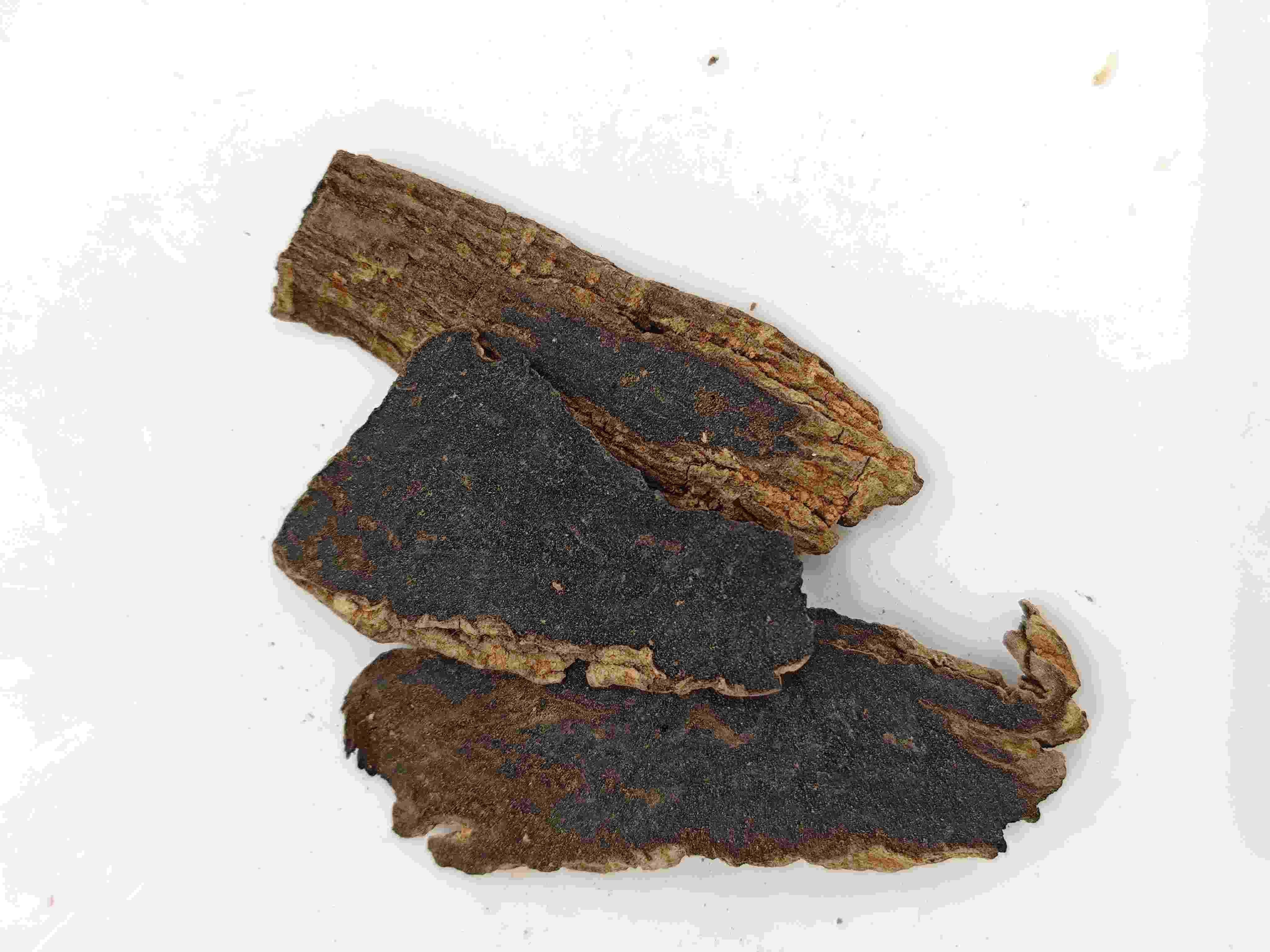 Rễ Scrophularia (Xuanshen)