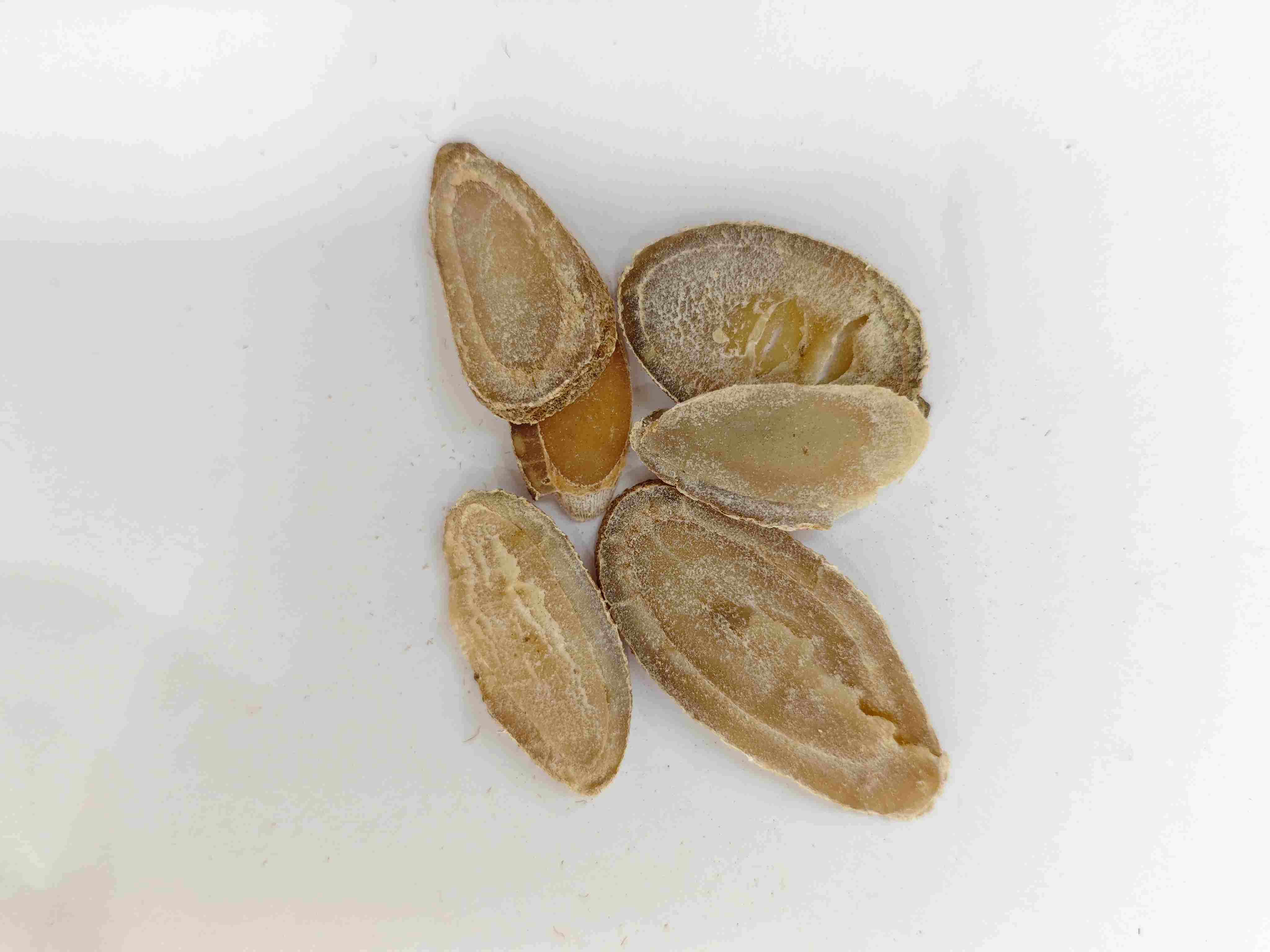 Rhizome nghệ (Yujin)