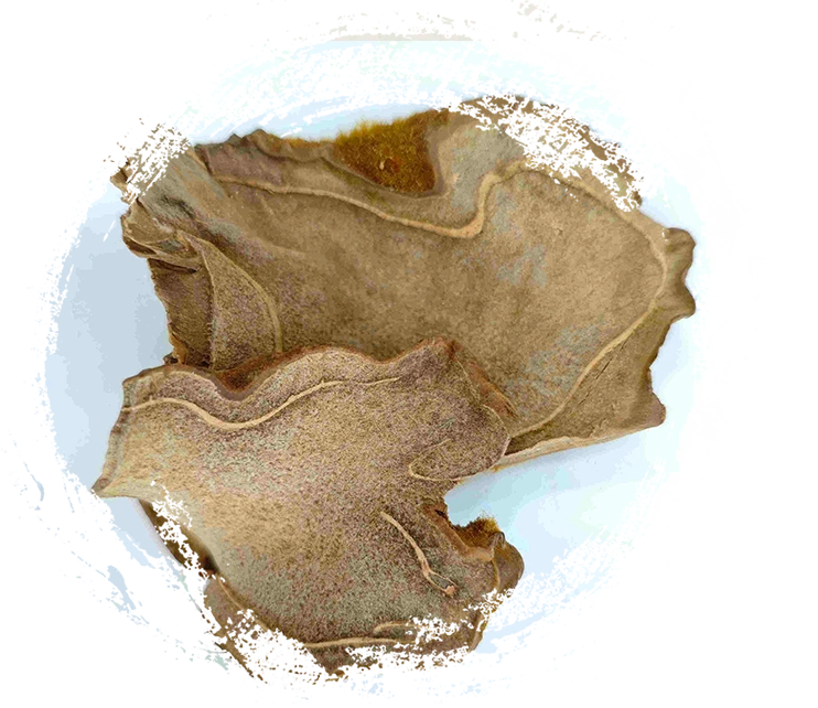 Con chó trở lại