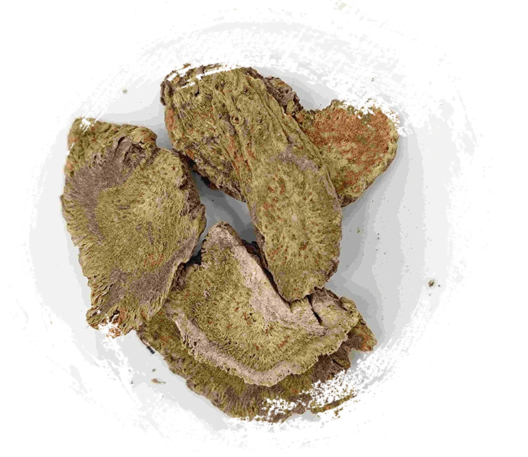 Root Costus, muxiang