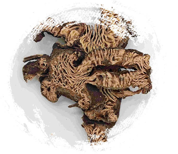 Cimicifuga Rhizome (Shengma)