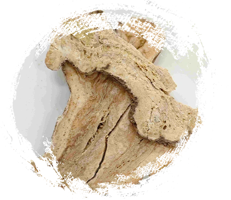 Atractylodes thân rễ (Sheng Baizhu)