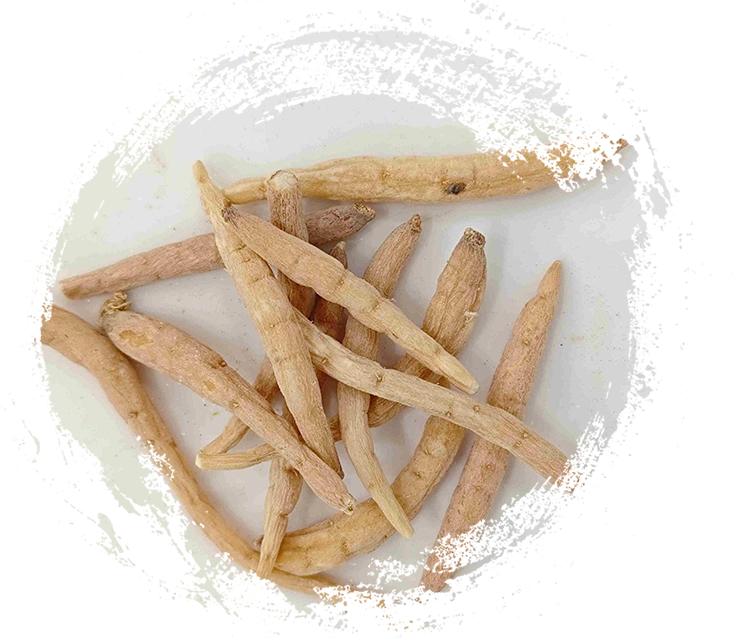 Pseudostellaria heterophylla (Taizishen)