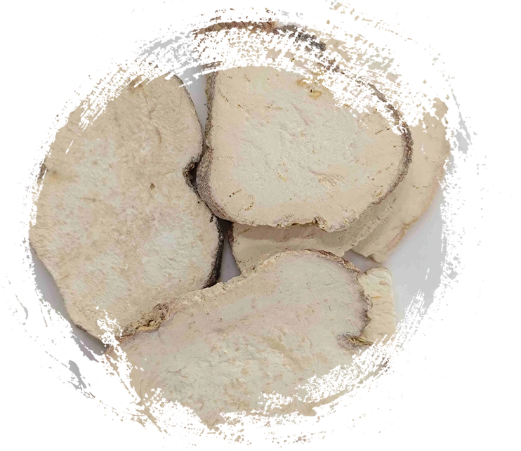 Root Trichosanthes (Tianhuafen)