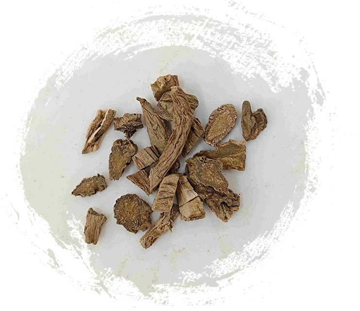 Thân rễ Drynaria (Xuduan)