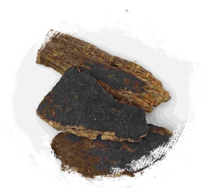 Rễ Scrophularia (Xuanshen)