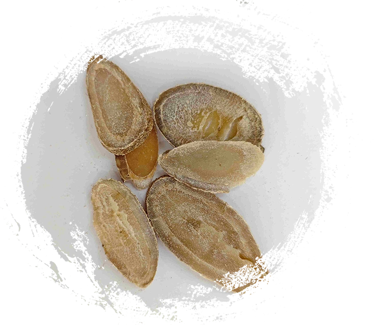 Rhizome nghệ (Yujin)