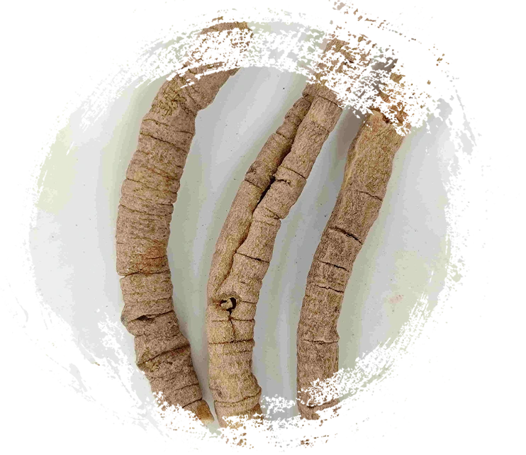 Rễ polygala (Yuanzhi)