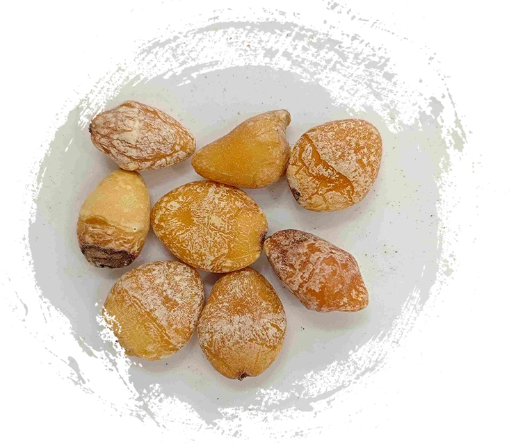 Hạt giống Ginkgo (Bai Guo Ren)