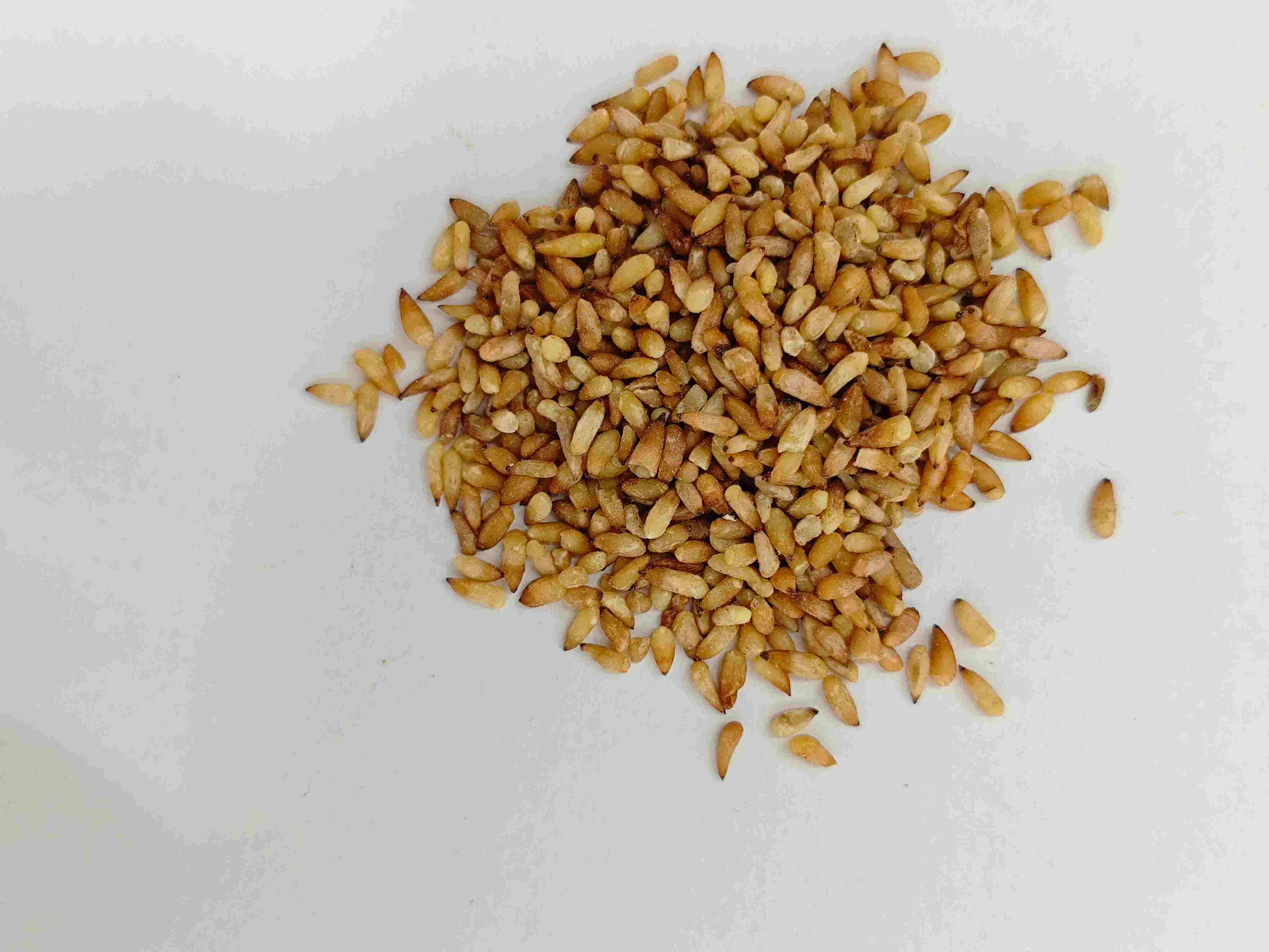 Hạt giống Arborvitae Trung Quốc (BǎI Zǐ Rén)