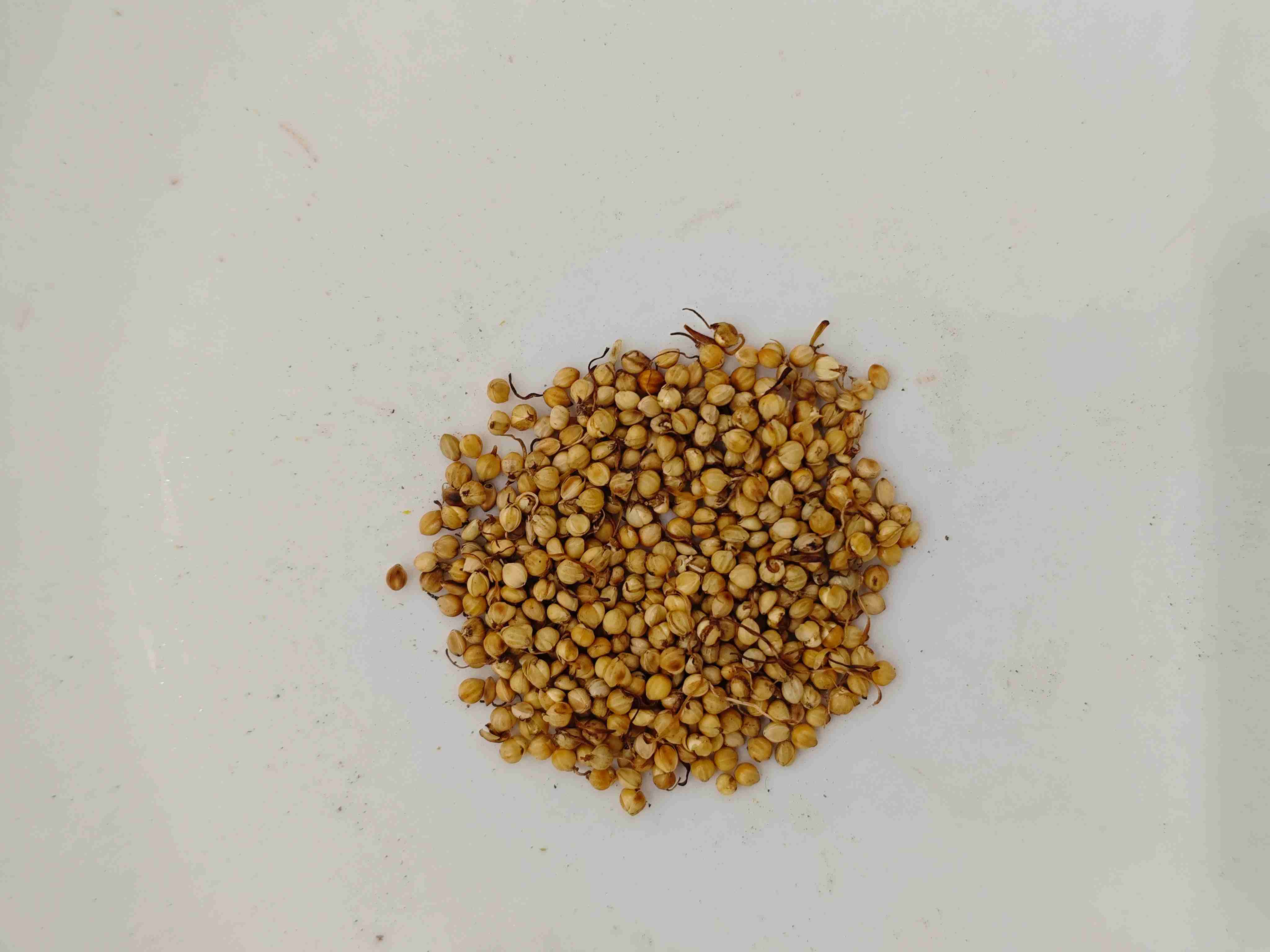 Gạo nướng (chǎo gǔ yá)