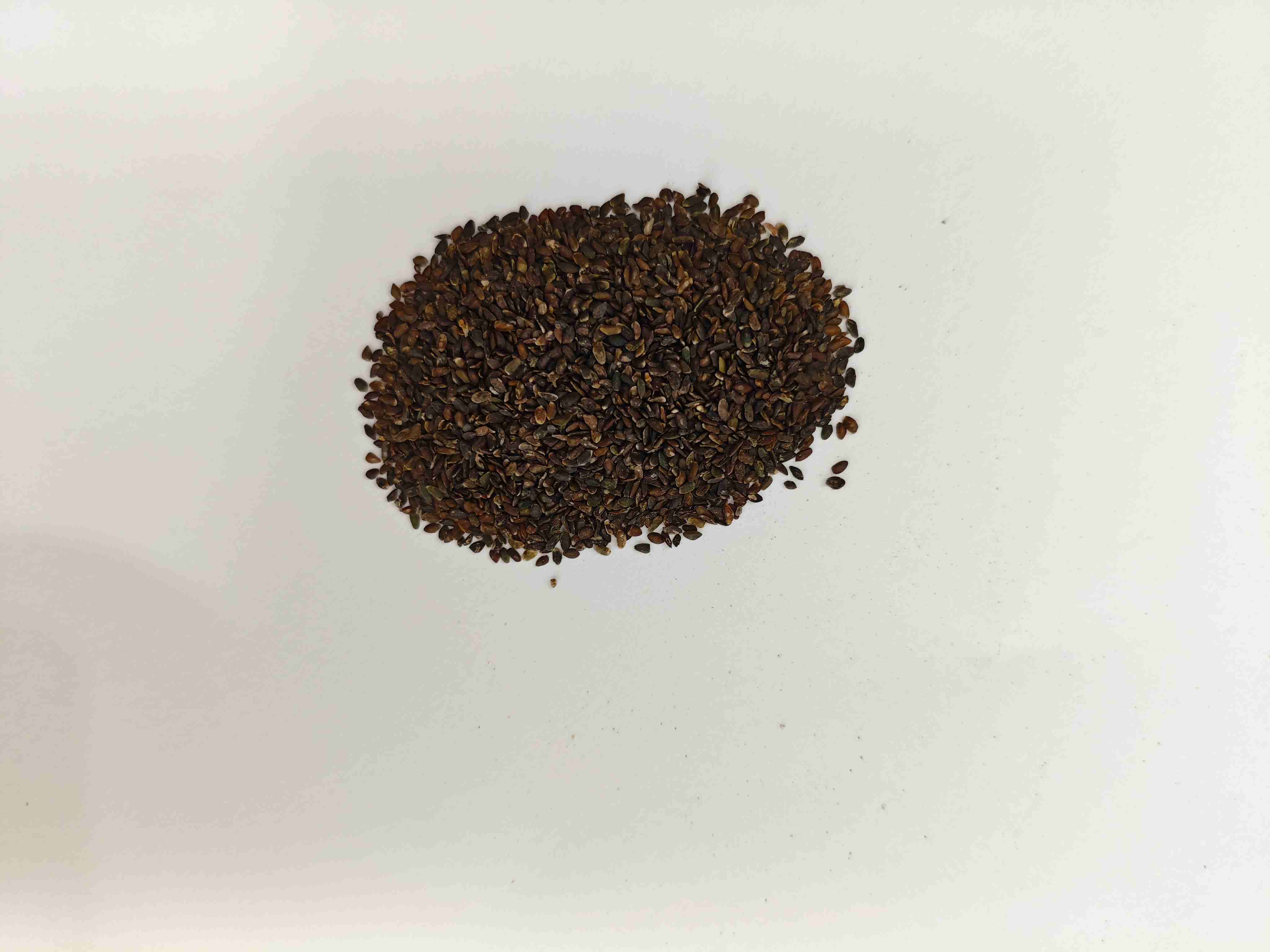 Hạt giống chuối (Cheqianzi)