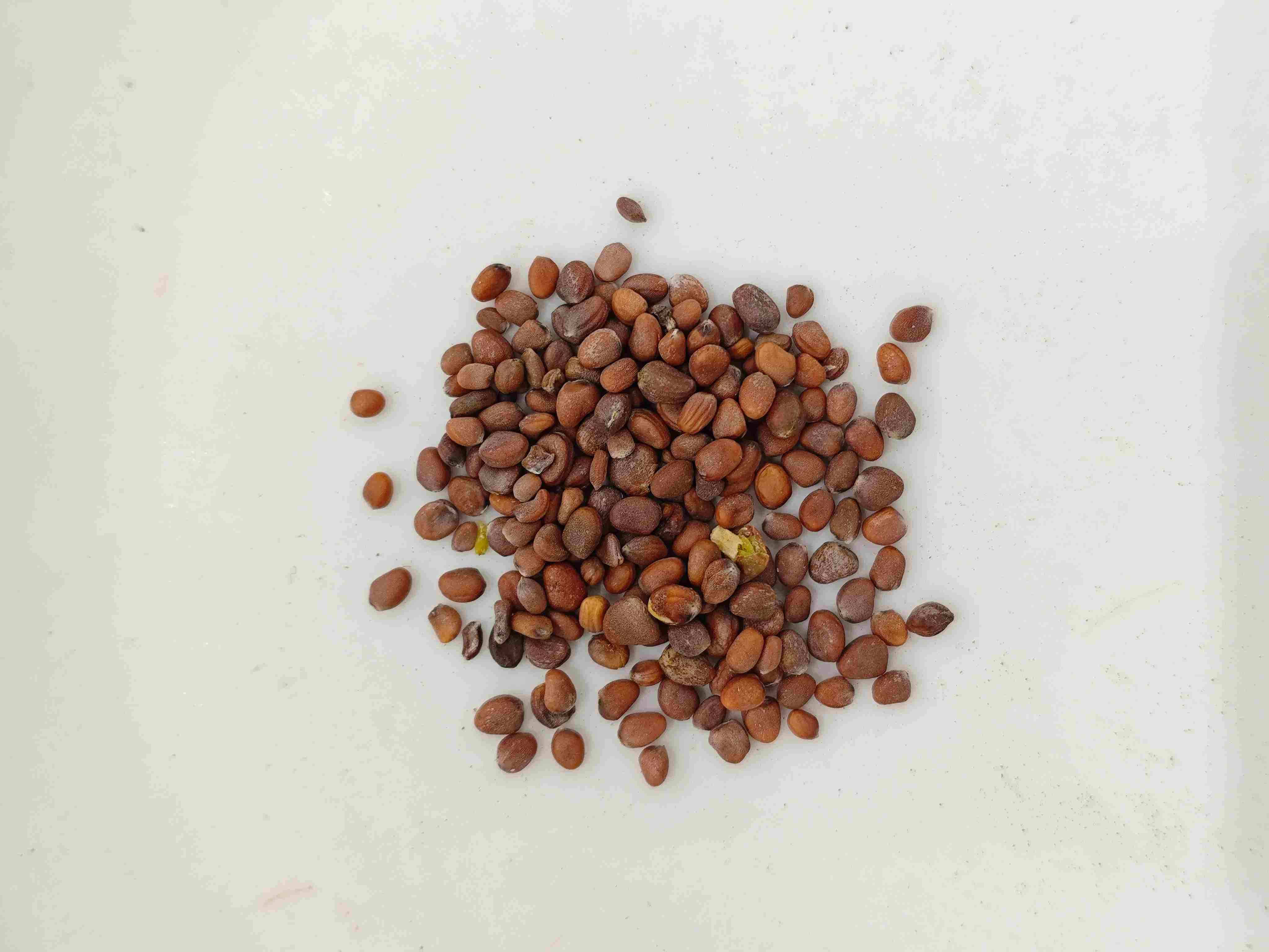 Hạt củ cải (l&agrave;o&uacute;zǐ)