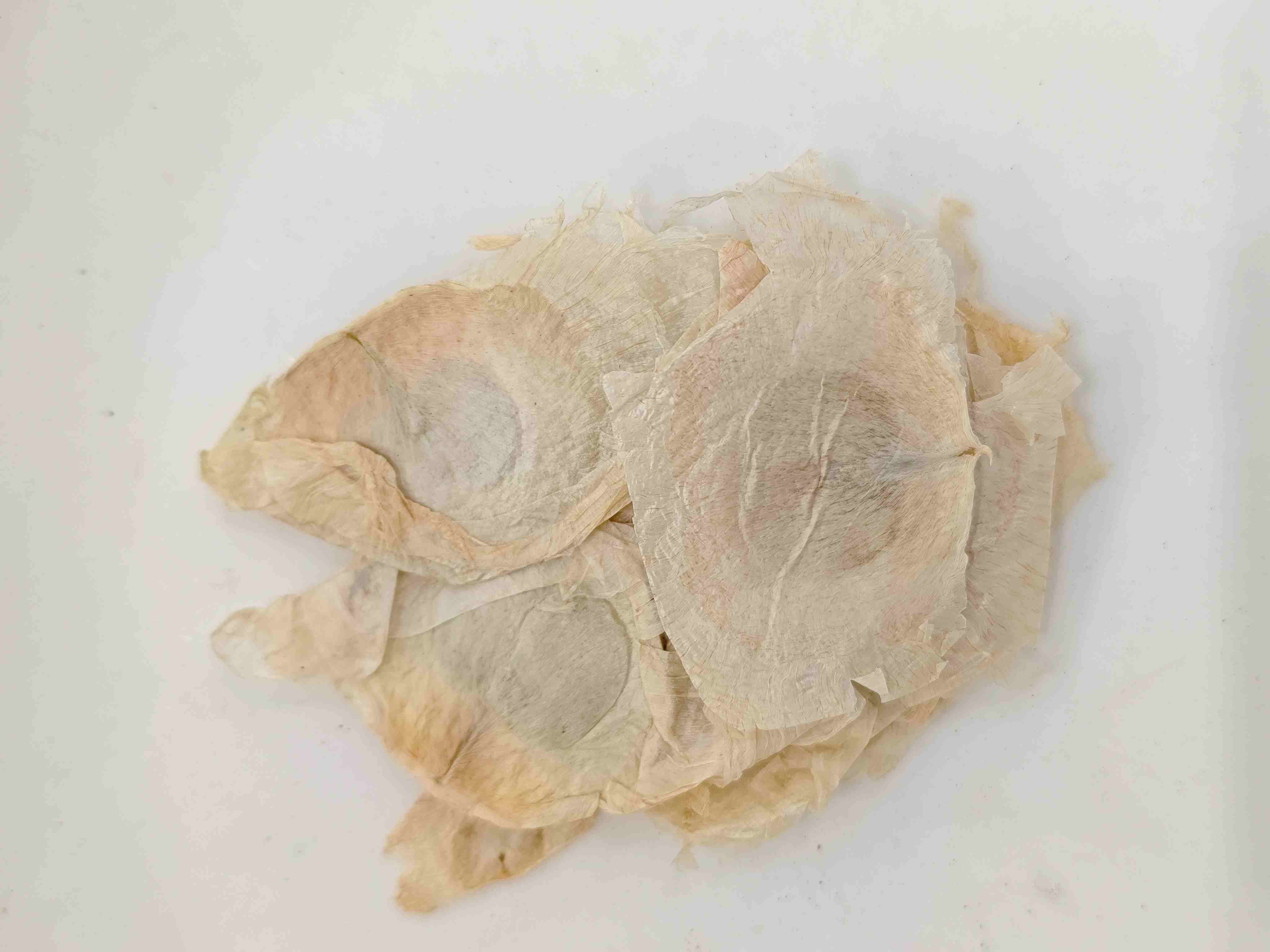 Vỏ cây bướm (Mù Húdié)