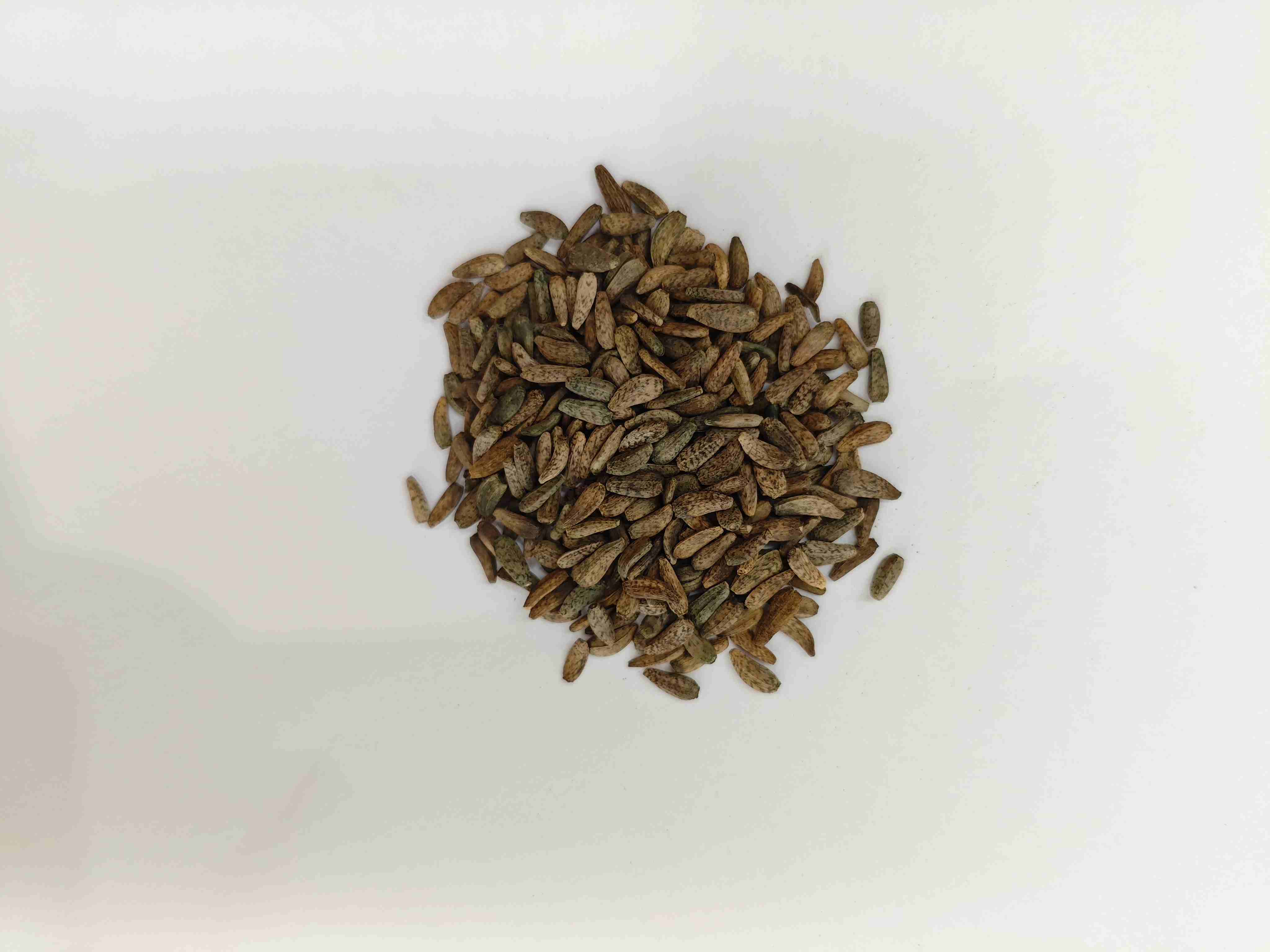 Hạt giống Arctium Lappa (Niúbàngzǐ)