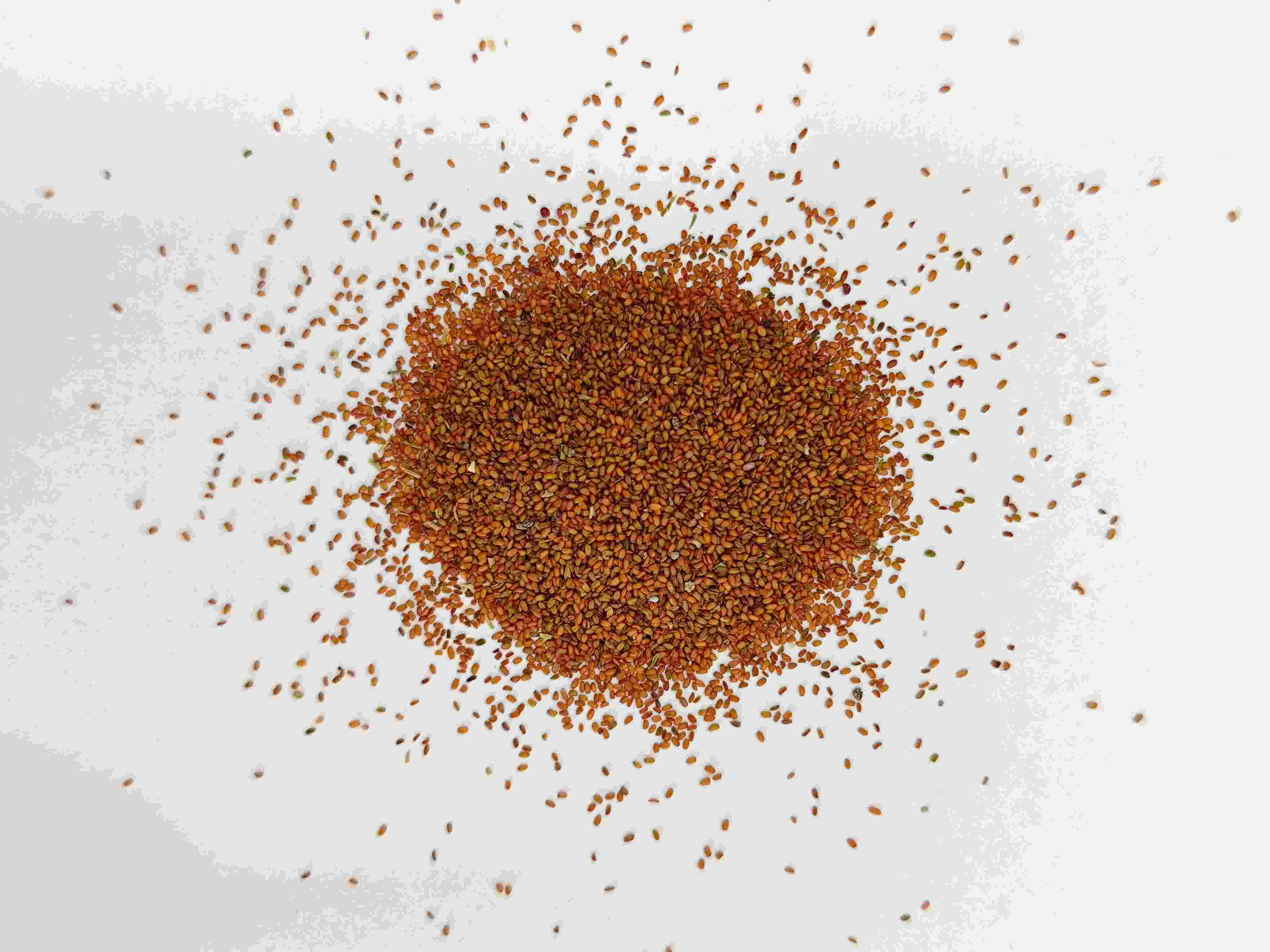 Hạt giống Coltsfoot (T&iacute;ngl&igrave;zǐ)