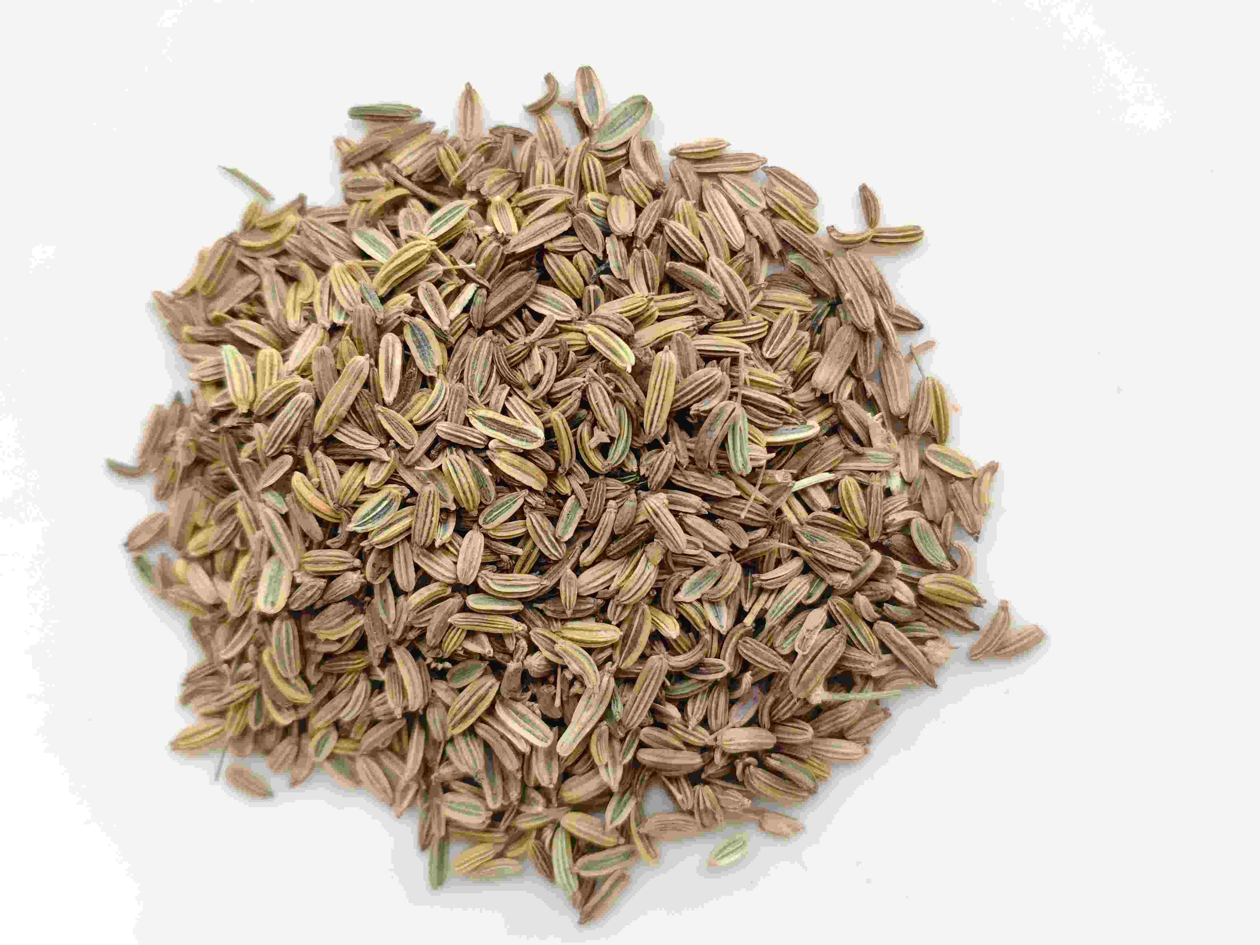 Hạt giống cây thì là