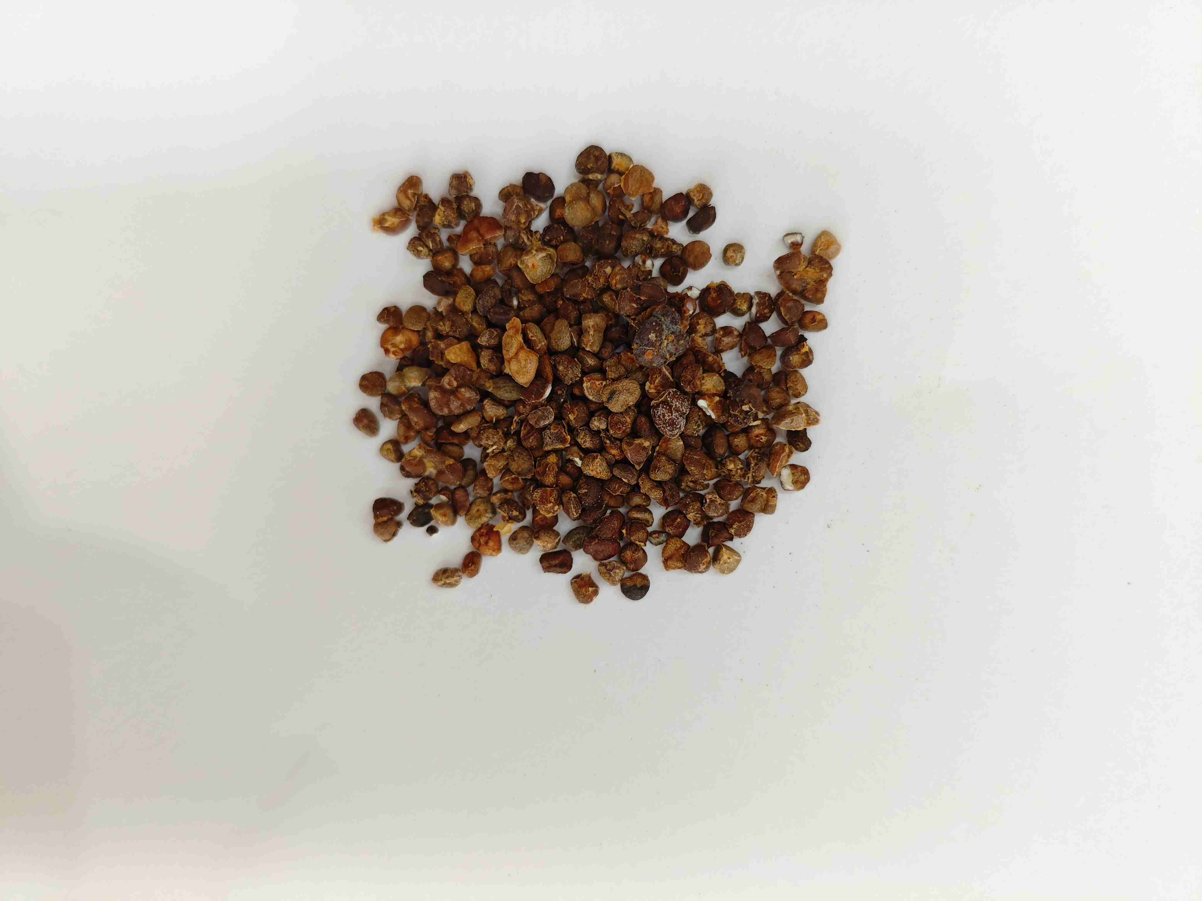 Lily gừng Trung Quốc (yìzhì)