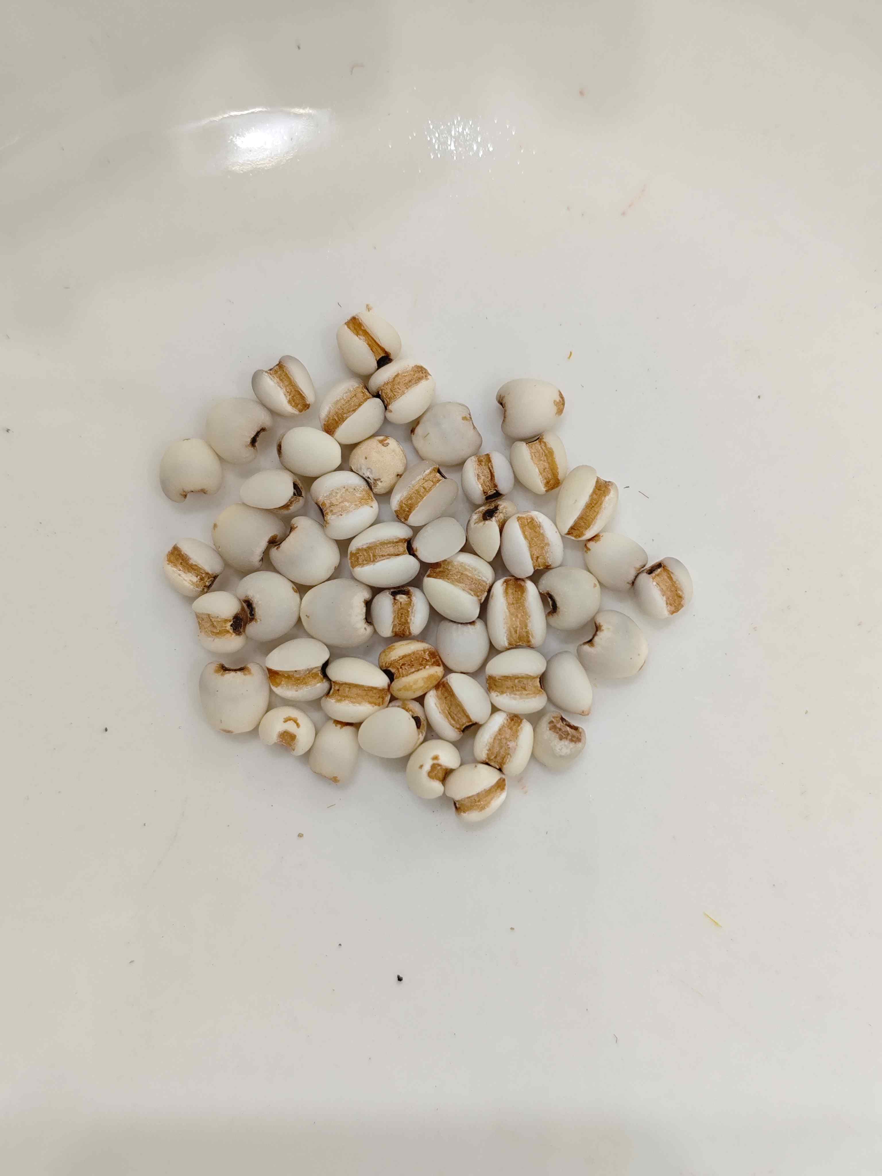 Hạt giống Coix (y&igrave;yǐr&eacute;n)