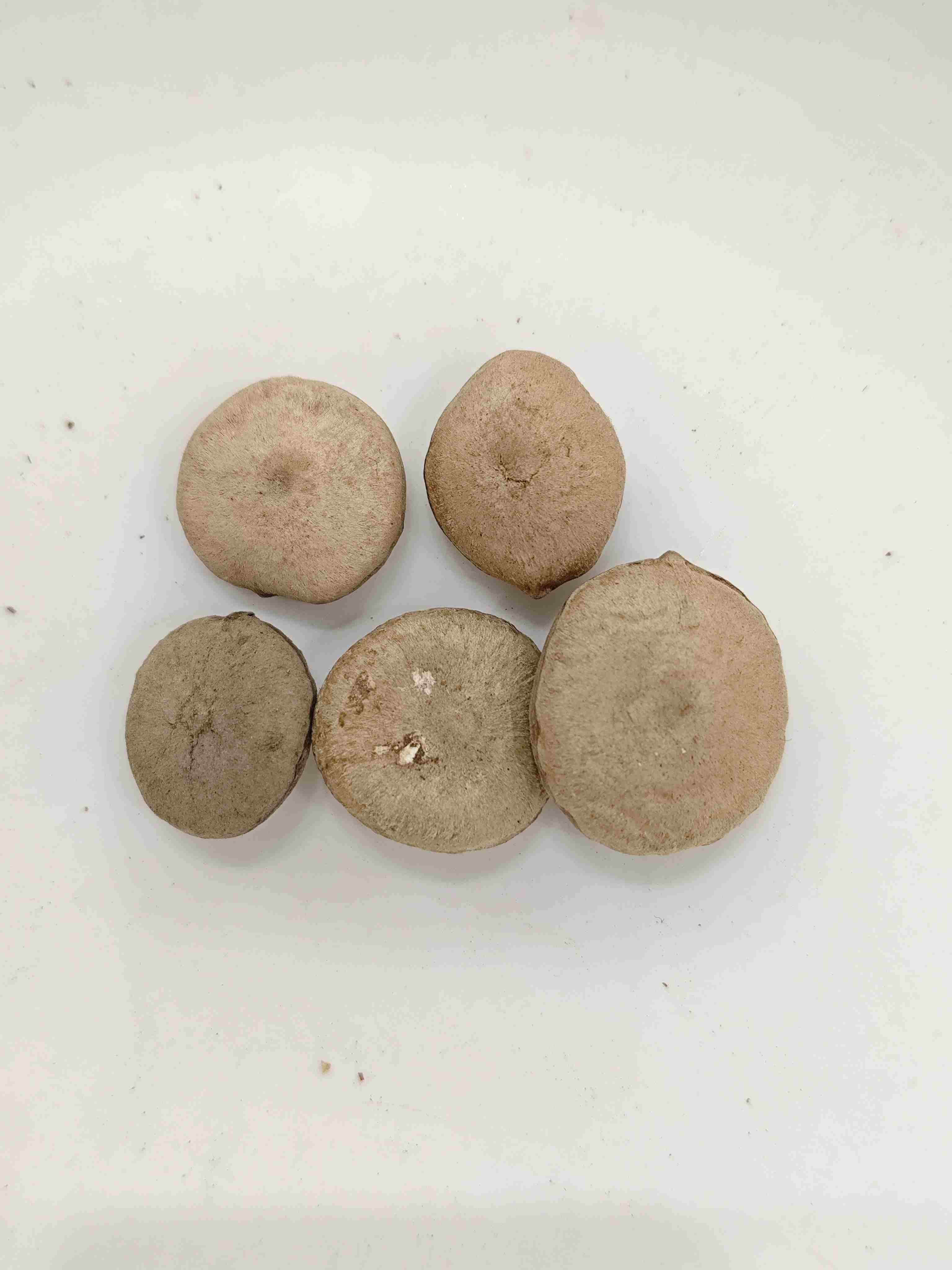 Hạt giống Strychnos được chế biến (Zhì Mǎqiánzǐ)