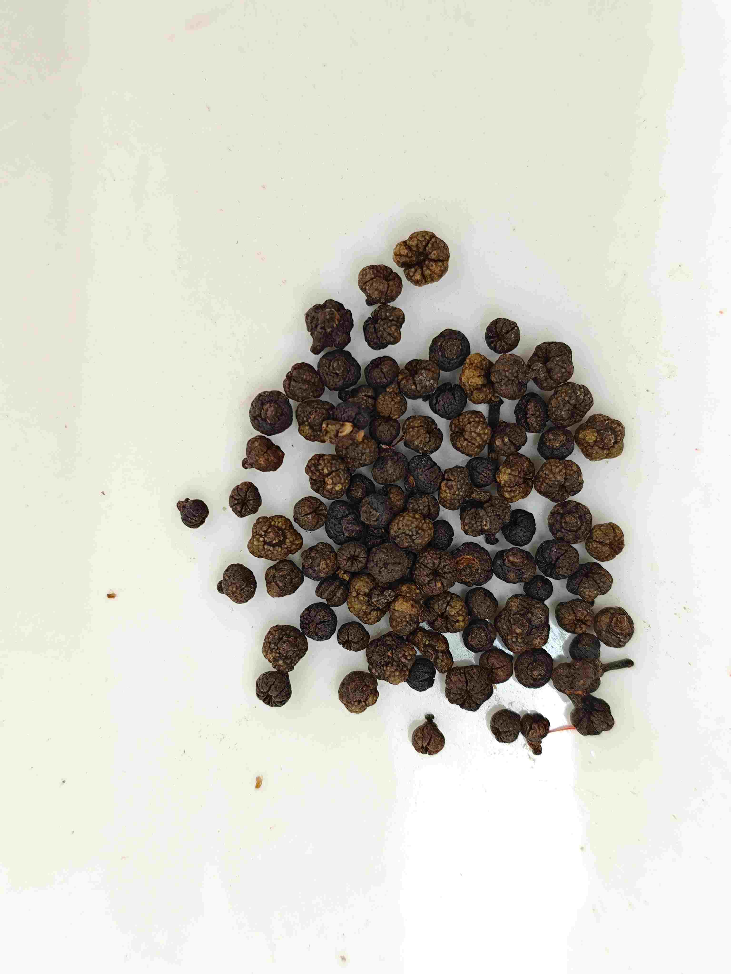 Quả Evodia chế biến (Zhì Wúzhūyú)