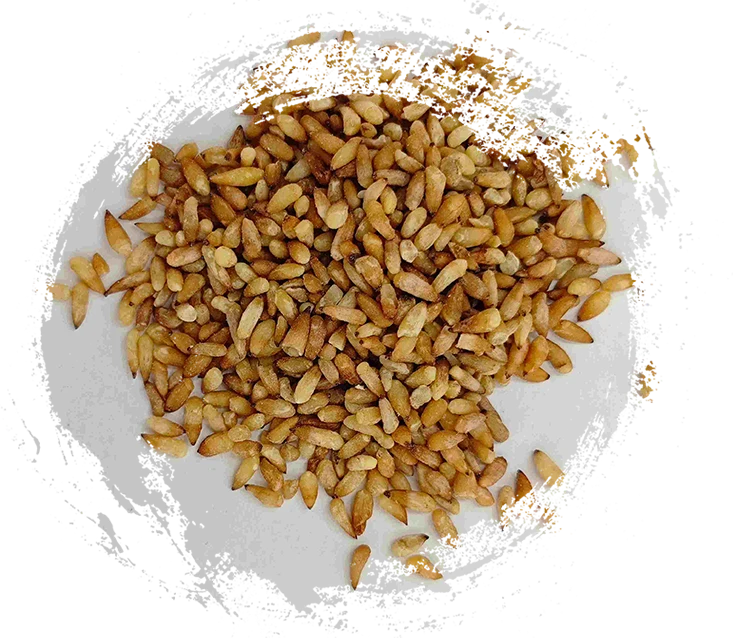 Hạt giống Arborvitae Trung Quốc (BǎI Zǐ Rén)