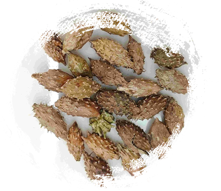 Quả Xanthium (Cāng ěr Zǐ)