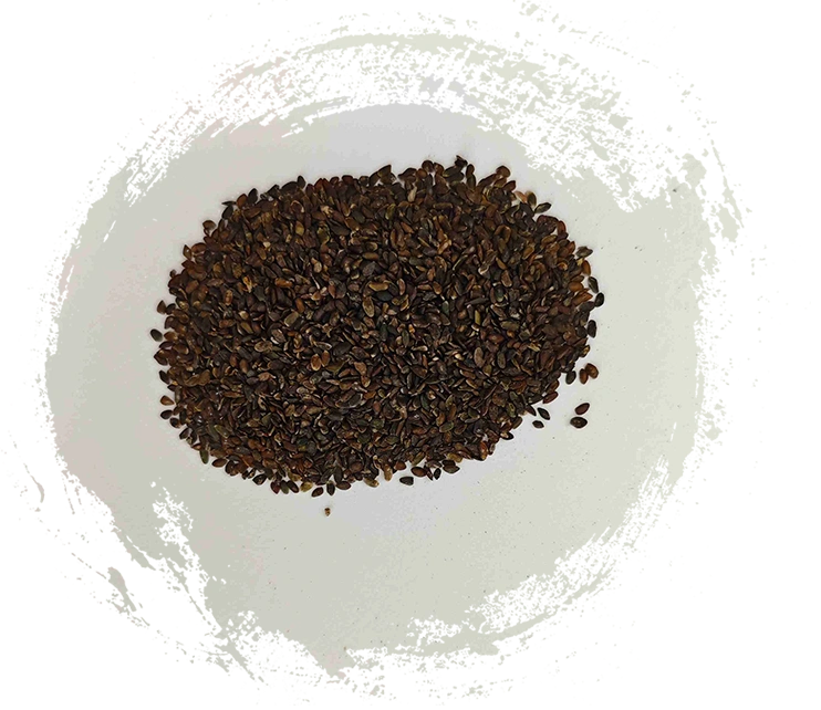 Hạt giống chuối (Cheqianzi)