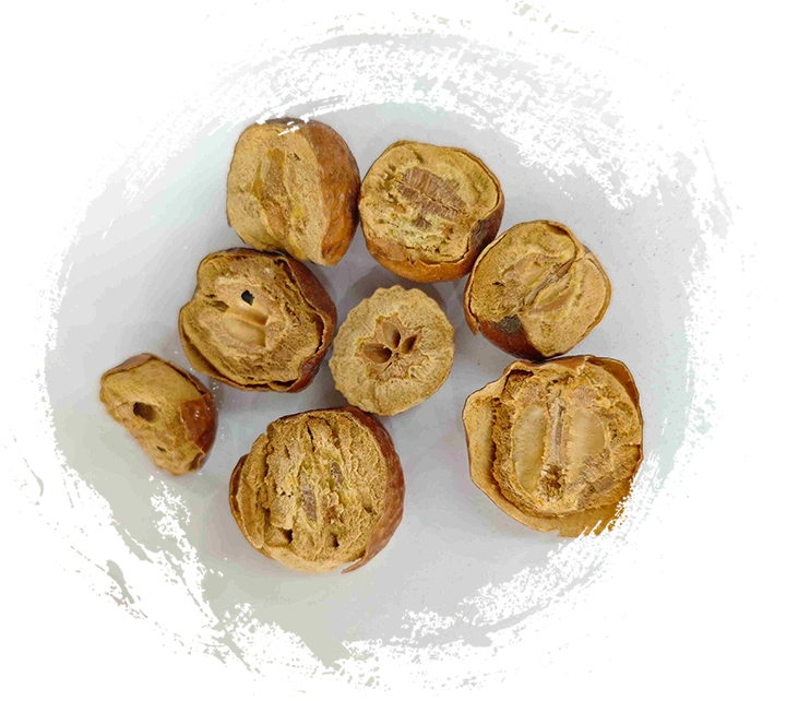 Trái cây Toosendan (Chuān Lián Zǐ)