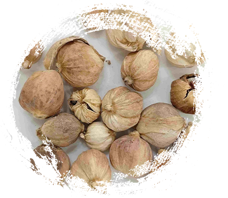 Thảo quả (Dòukòu)