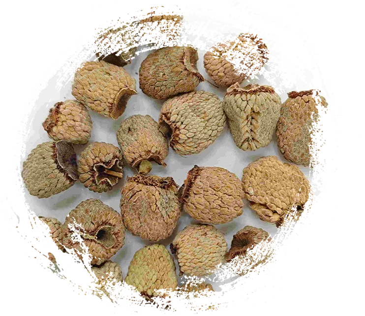 Quả mâm xôi (fù pén zǐ)