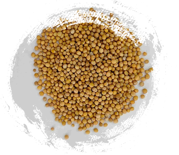 Hạt mù tạt (Jièzǐ)