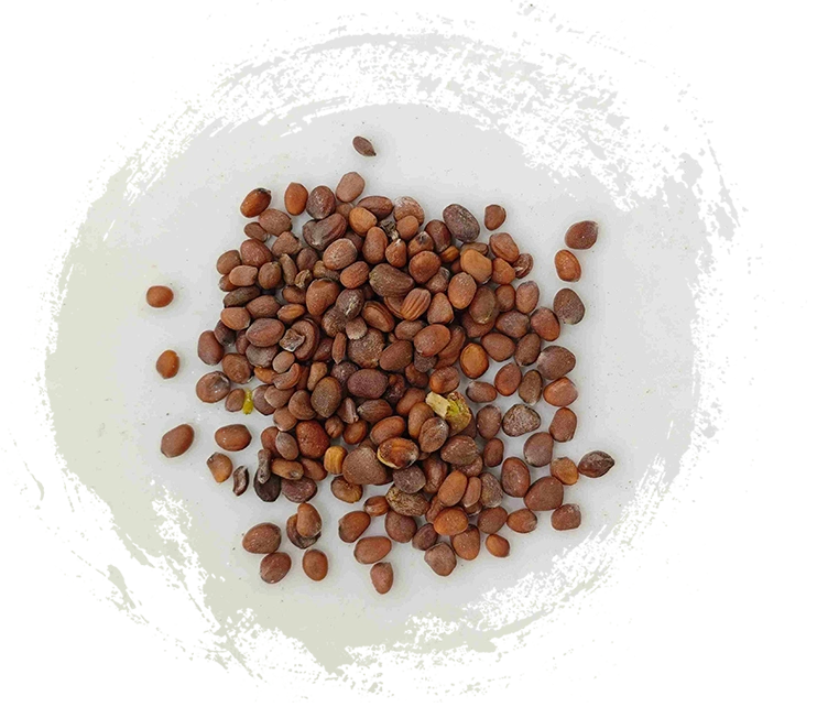 Hạt củ cải (làoúzǐ)