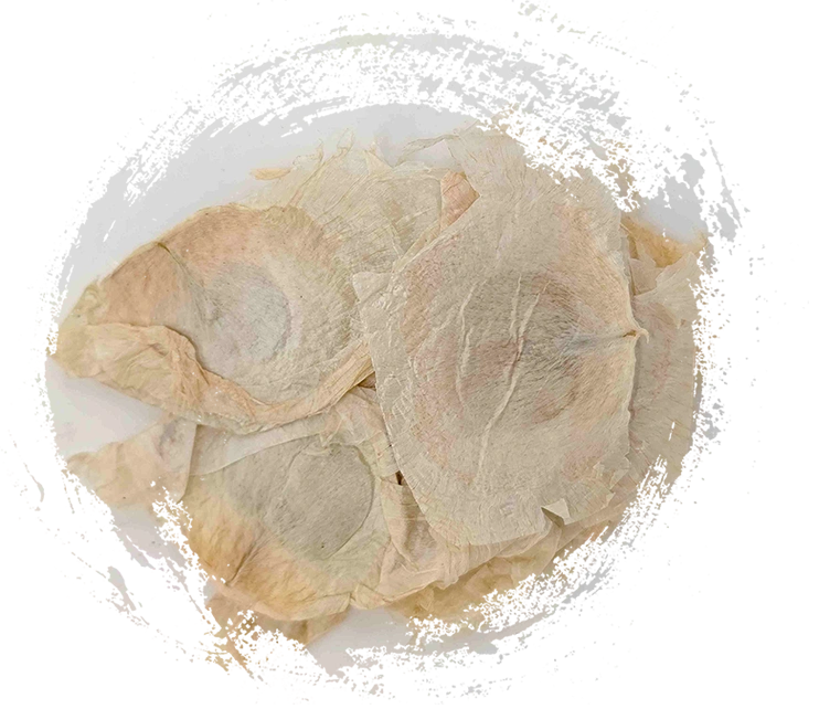 Vỏ cây bướm (Mù Húdié)