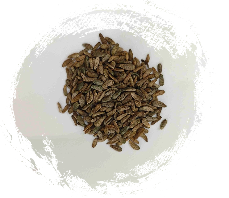 Hạt giống Arctium Lappa (Niúbàngzǐ)