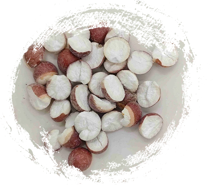 Hạt giống Euryale (Qiànshí)