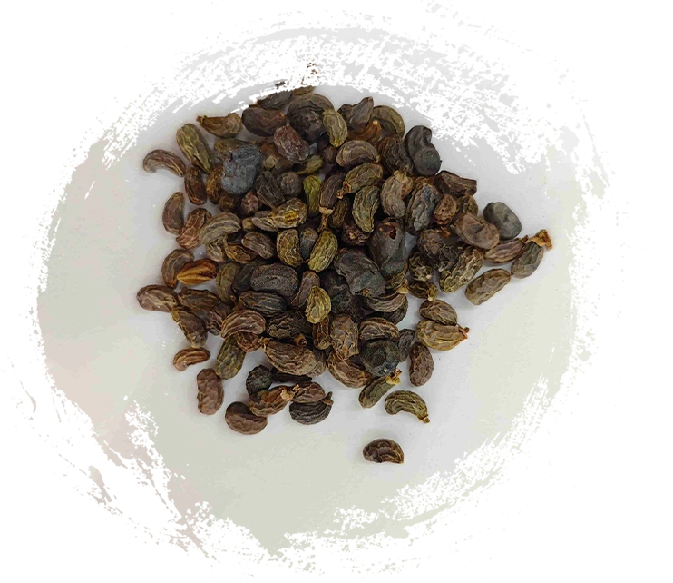 Trái cây ligustrum (nǚzhēnzǐ)