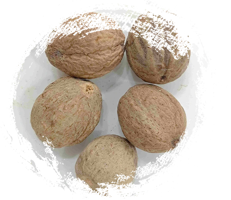 Nutmeg (ròudòukòu)