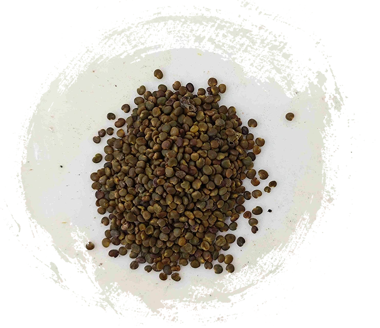 Hạt giống Astragalus (Shāyuànzǐ)