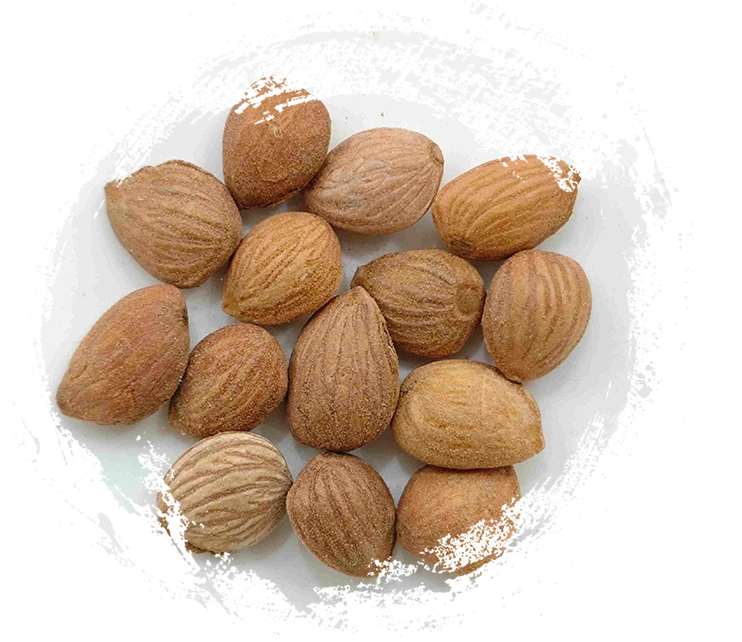 Hạt nhân (Táorén)