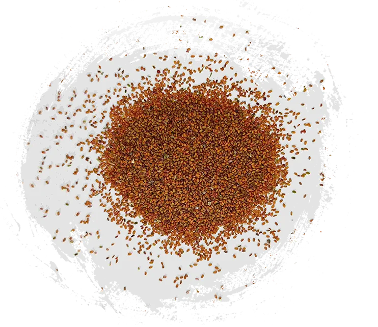 Hạt giống Coltsfoot (Tínglìzǐ)