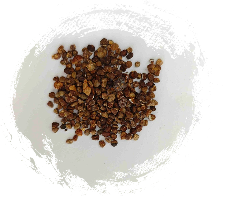 Lily gừng Trung Quốc (yìzhì)