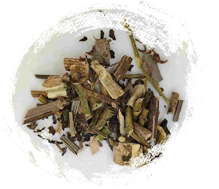 Chồi trắng (Báiyīng)