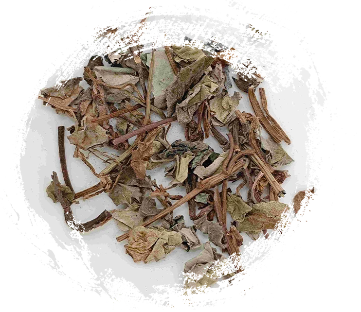 Cây trong Y học cổ truyền Trung Quốc: Tính chất độc đáo và ứng dụng trị liệu của chúng