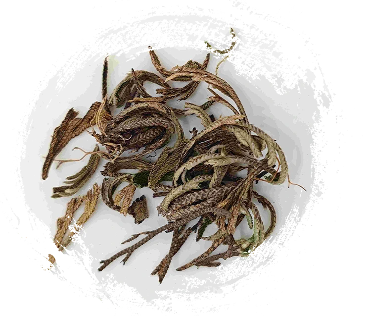 Fern hoàng gia (Juǎn Bǎi)