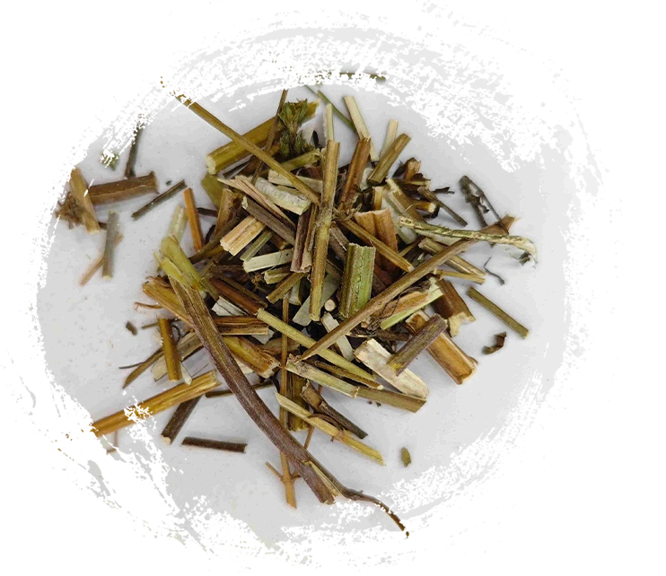 Herba Schizonepetae (Jīngjiè)